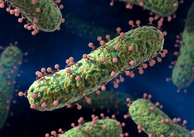 Virus có thể lây nhiễm và giết chết siêu vi khuẩn,
tại sao không dùng chúng thay cho thuốc kháng sinh đã mất
tác dụng?