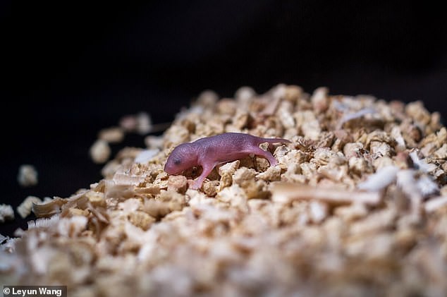 Các nhà khoa học
Trung Quốc tạo ra được chuột con từ 2 con chuột cái, không
cần đến con đực