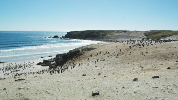Quá mệt mỏi với bè lũ
chim cánh cụt cùng 6000 con cừu, gia đình người Anh rao bán
cả hòn đảo tặng kèm mọi con vật trên đó