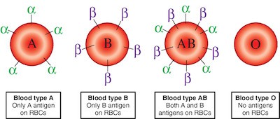 Vi khuẩn trong ruột
người có thể biến máu nhóm A thành nhóm O: Tại sao đây là
một đột phá quan trọng?