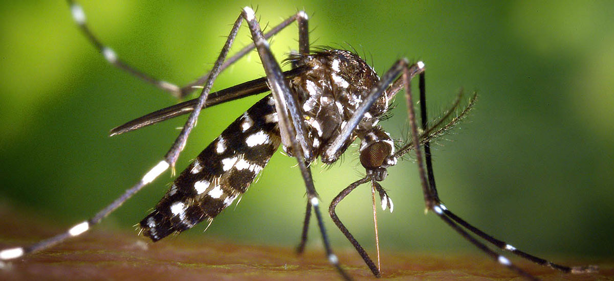 Thả 200 triệu con
muỗi thí nghiệm vào tự nhiên, Trung Quốc quét sạch muỗi vằn
trên 2 hòn đảo