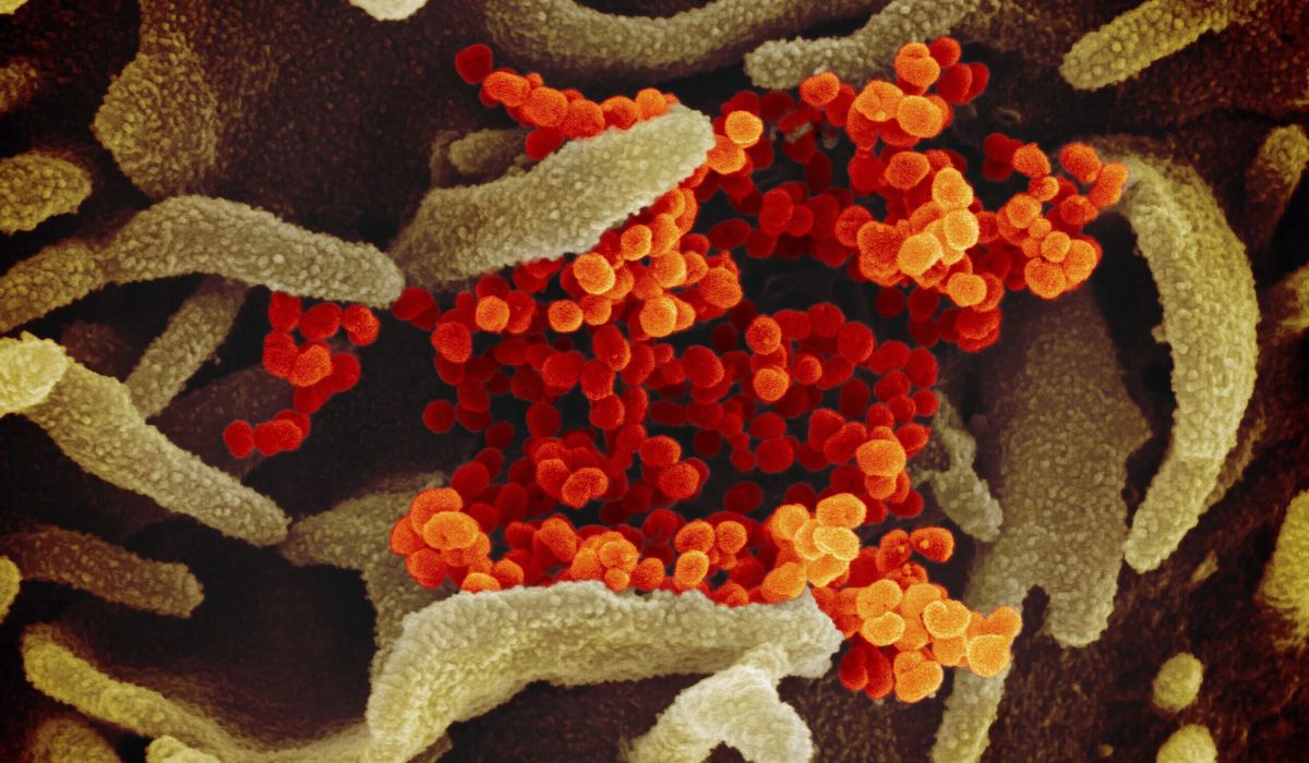 WHO công bố độ nguy
hiểm của virus corona Covid-19: Không chết người bằng SARS,
trên 80% bệnh nhân chỉ có triệu chứng nhẹ