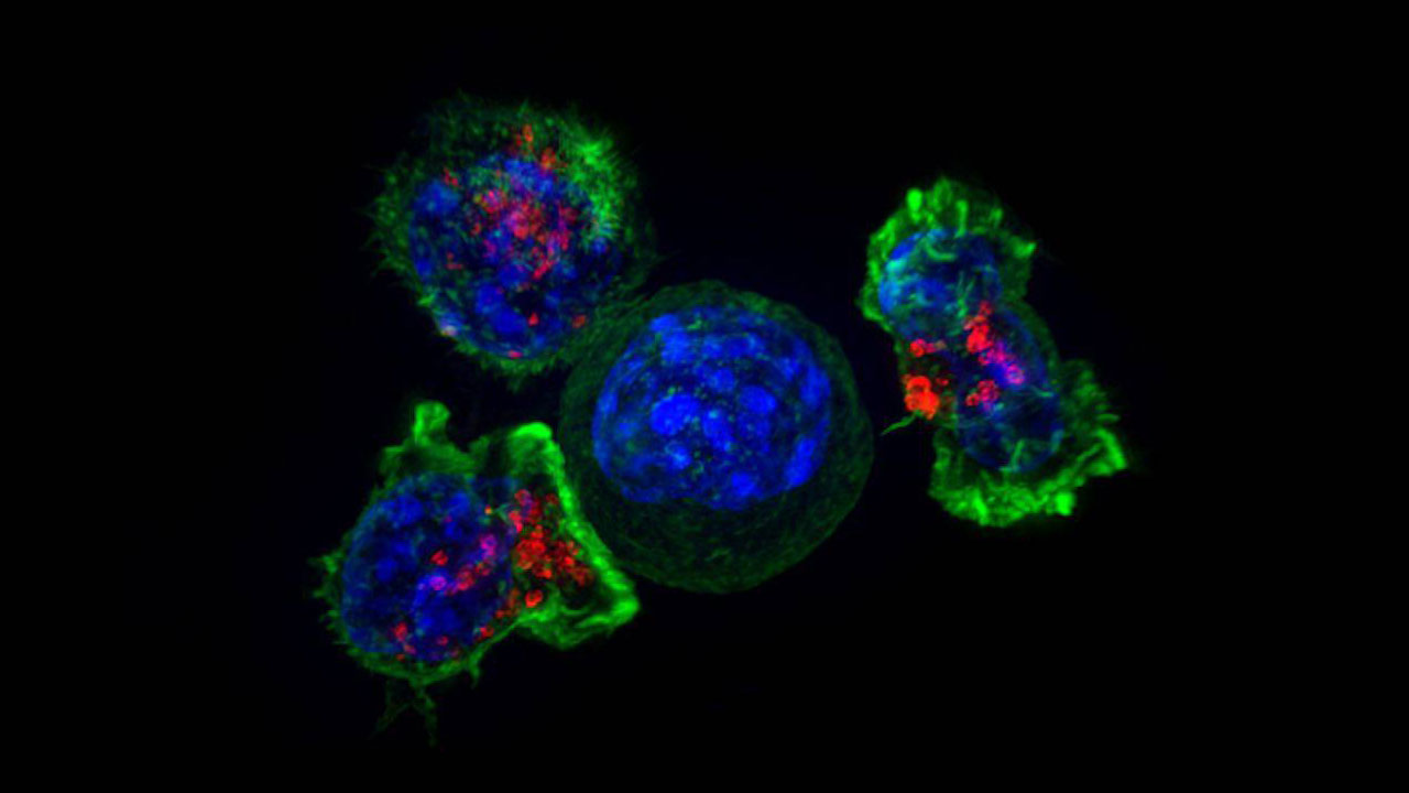 Nghiên cứu mới cho thấy chủng virus Reovirus có thể tăng cường hệ miễn dịch, đồng thời tấn công khối u ung thư