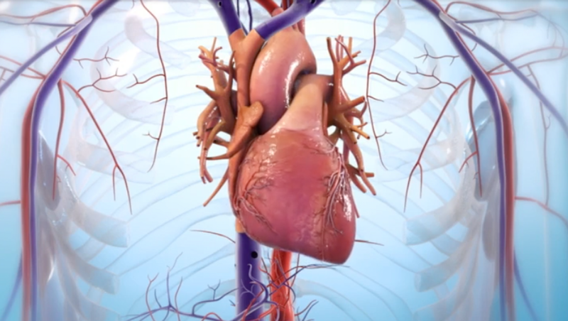 Bước tiến mới của in 3D sinh học: tạo ra cả mảng mô tim người có khả năng cấy ghép