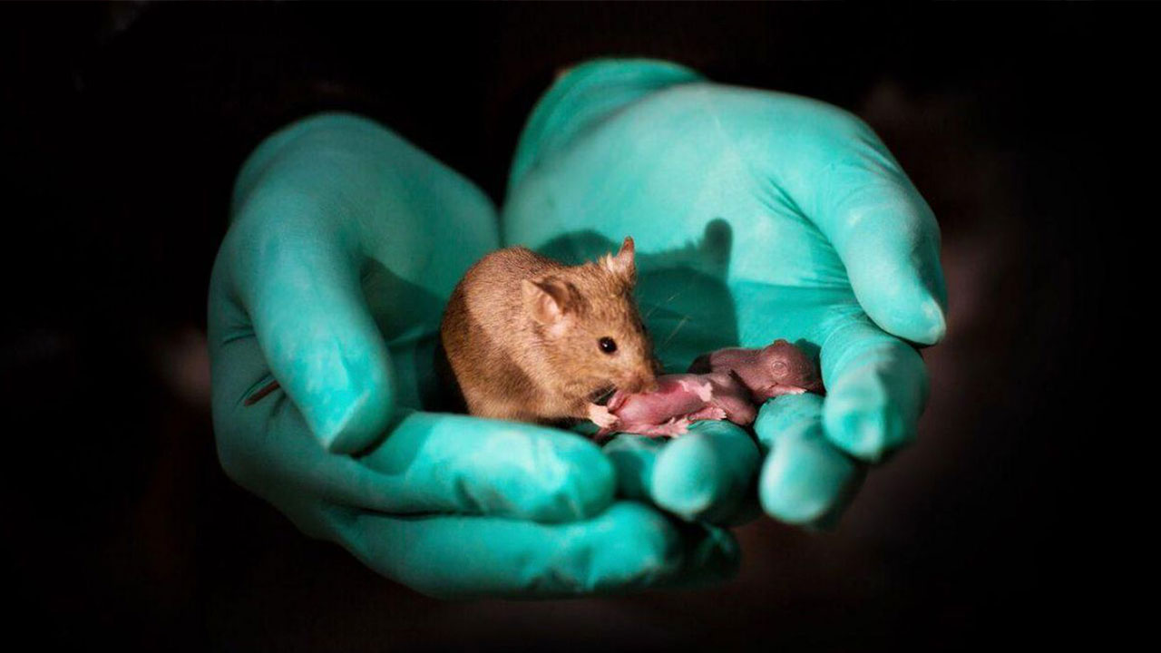 Các nhà khoa học Trung Quốc tạo ra được chuột con từ 2 con chuột cái, không cần đến con đực