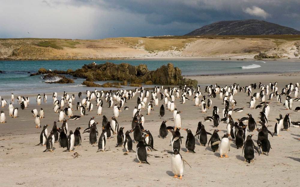 Quá mệt mỏi với bè lũ chim cánh cụt cùng 6000 con cừu, gia đình người Anh rao bán cả hòn đảo tặng kèm mọi con vật trên đó