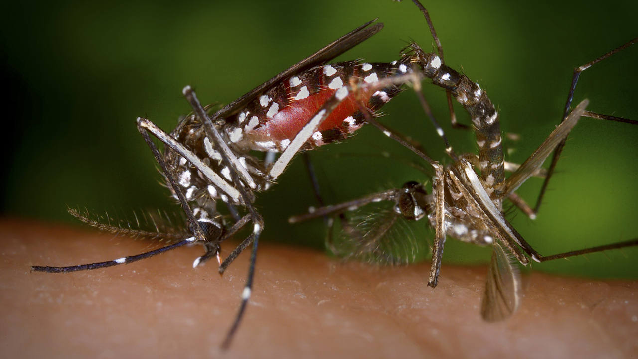 Thả 200 triệu con muỗi thí nghiệm vào tự nhiên, Trung Quốc quét sạch muỗi vằn trên 2 hòn đảo